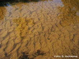 Monotoner Gewässergrund - Sandiges verlagerbares Sohlsubstrat (Foto: B. Heitmann)