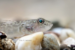 Grundel, eine invasive Kleinfischart; Foto: B. Heitmann