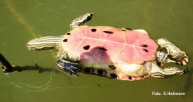 Schmuckschildkröte (Foto: B. Heitmann)